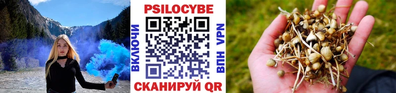 купить наркоту  shop наркотические препараты  Псилоцибиновые грибы Psilocybine cubensis  Буй 